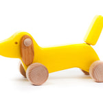 Bajo Yellow Dachshund Puppy