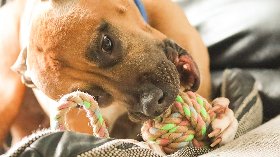 Dog chewing on a Beco Pets natural hemp rope toy