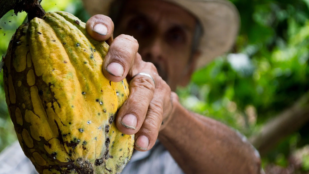 Cocoa farmer holding a cocoa plant