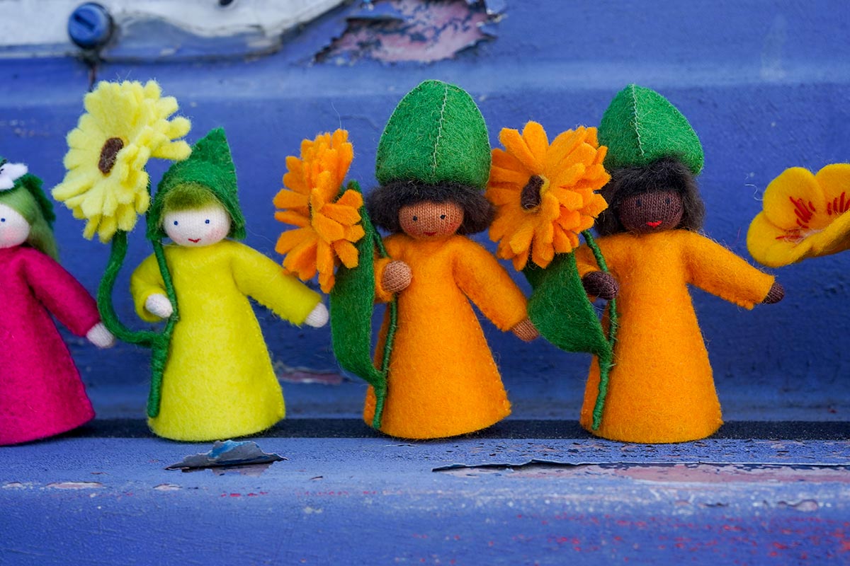 Close up of the yellow and orange calendula Ambrosius dolls on a blue metal background