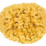 Croll & Denecke Natural Mediterranean Sponge