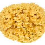 Croll & Denecke Natural Mediterranean Sponge