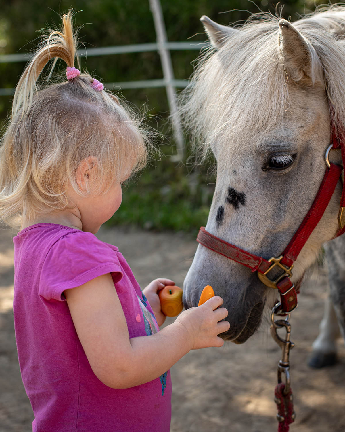 perfect for horse lovers! This set includes a curry comb with red rope handle