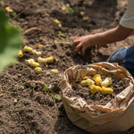 Child playing in some mud next to a bag of dirt with Grapat mandala tulips laid on top