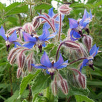 Kabloom Starflower Seedbom