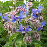 Kabloom Starflower Seedbom