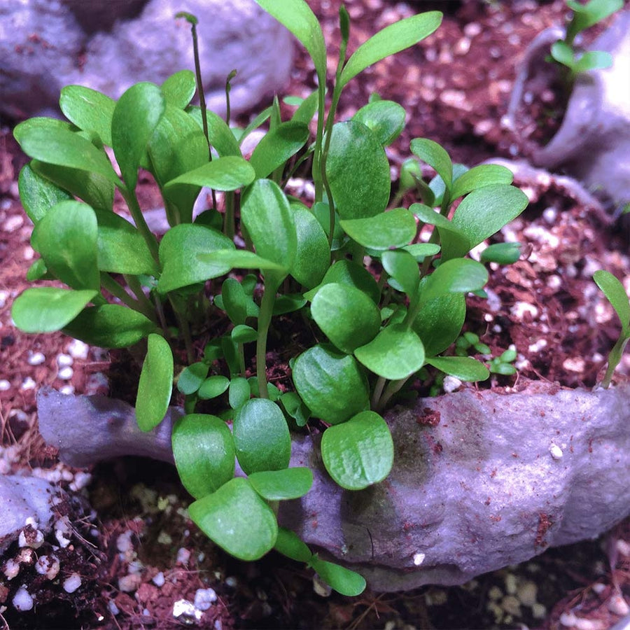 Showing Kaboom seedbom breaking down on the ground with plants growing from it