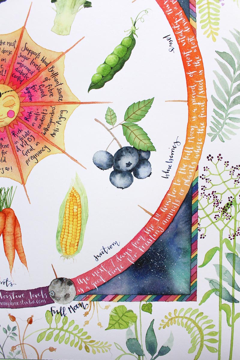 Close up of the Moon phase studio moon medicine poster showing the sweetcorn