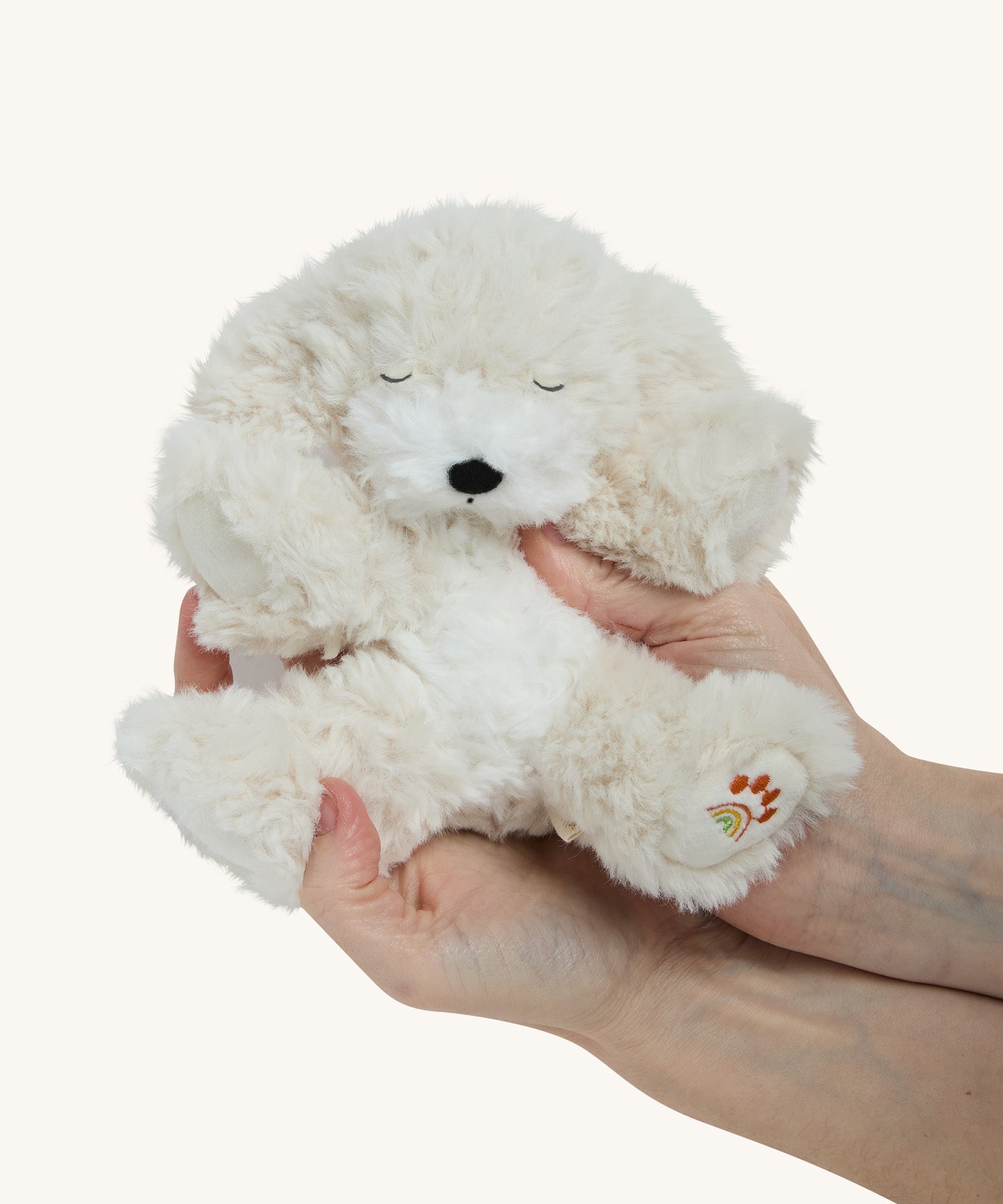 A soft white Olli Ella dinkum puppy in a pair of hands for scale on a cream background