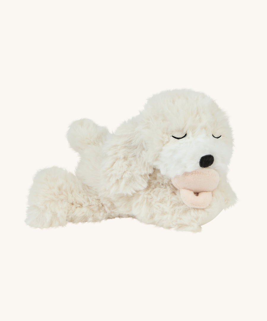 A soft white Olli Ella Belle dinkum puppy lying down with a magnetic dog toy in its mouth on a cream background.