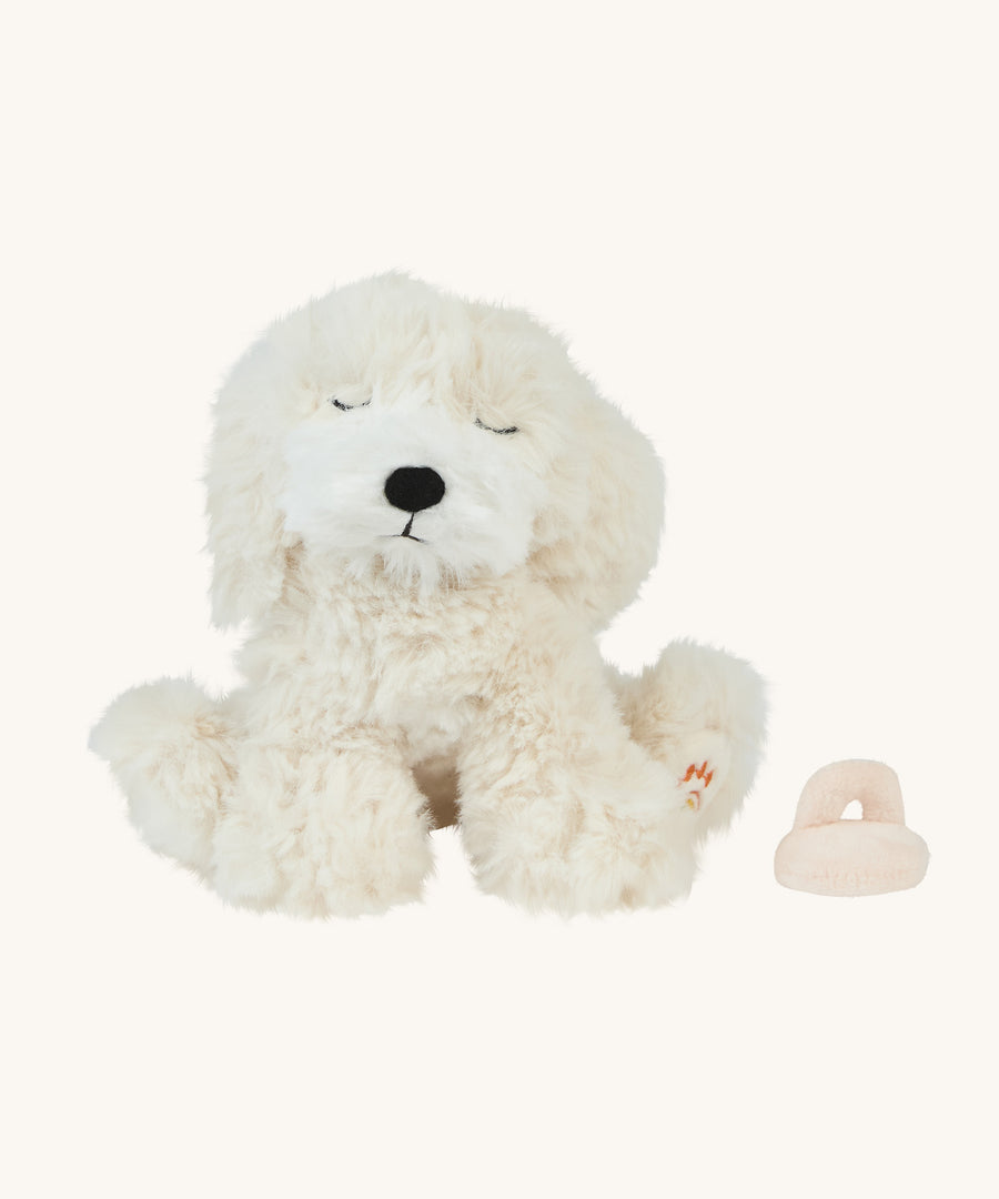 A soft white Belle Olli Ella dinkum puppy sitting down next to a a magnetic dog toy on a cream background.