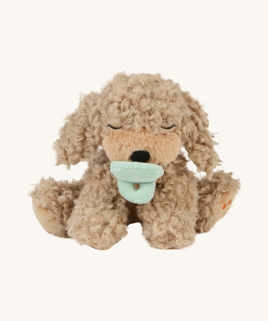 A soft and fluffy Brown Olli Ella Benny puppy with a magnetic dog toy in its mouth on a cream background.