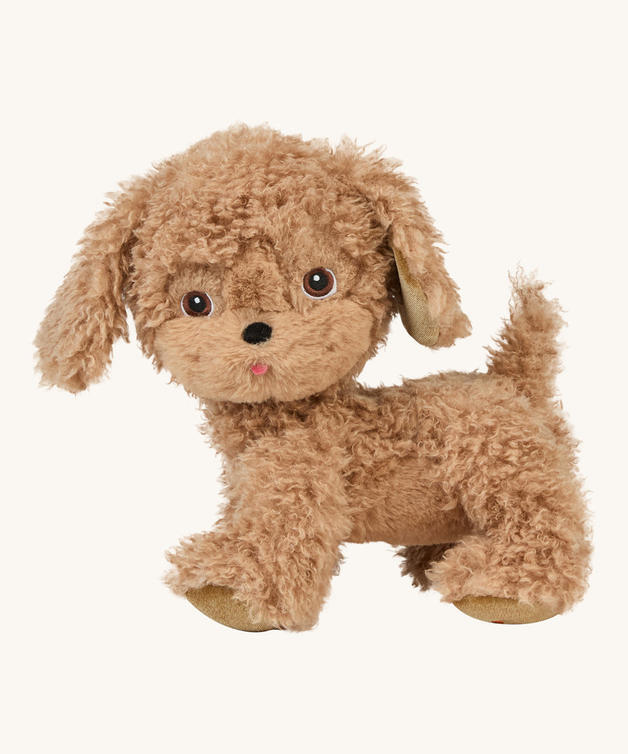 A soft and fluffy brown Olli Ella standing Goldie dinkum dog on a cream background.