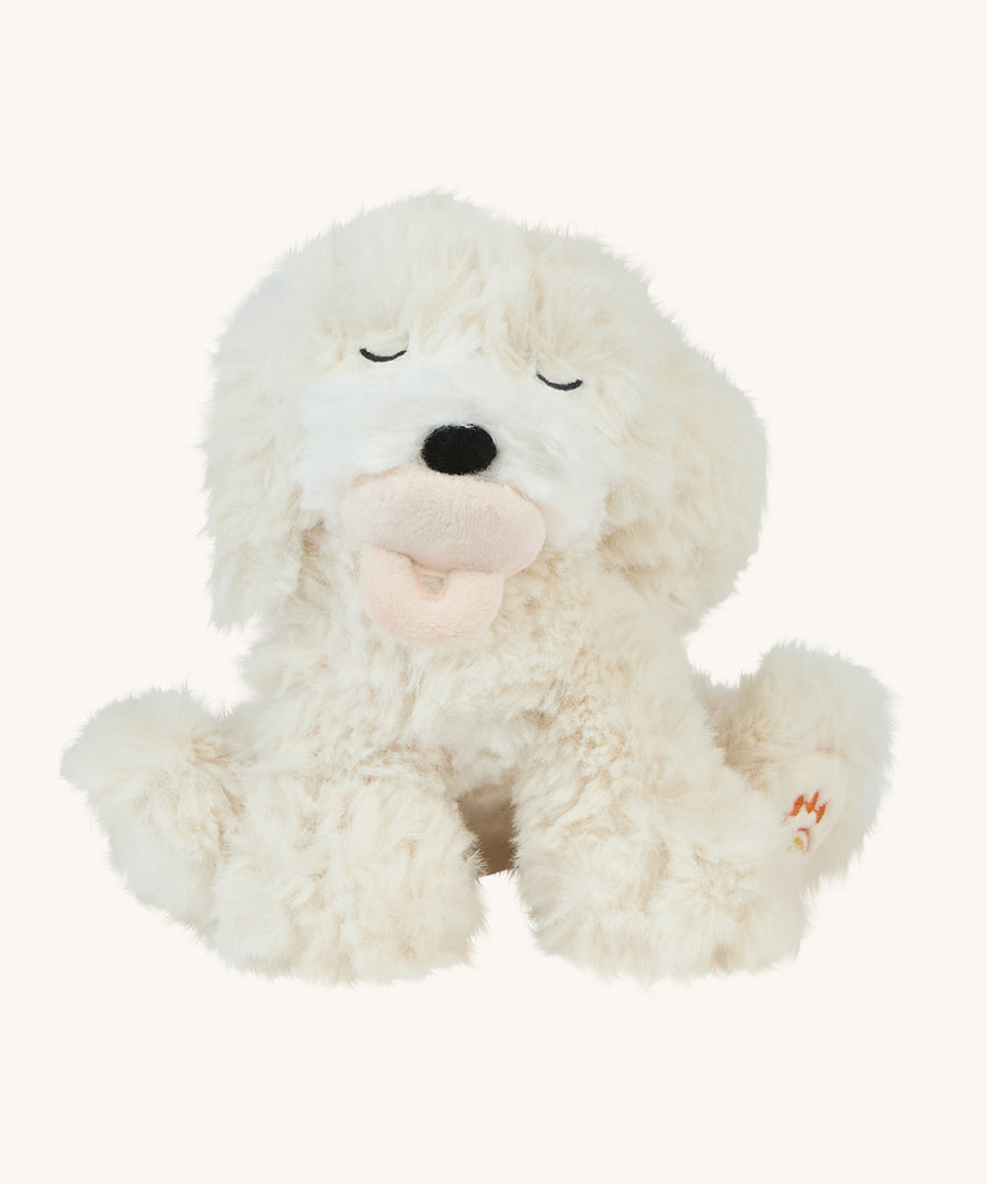 A soft white Olli Ella Belle dinkum puppy sitting down with a magnetic dog toy in its mouth on a cream background.