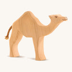 Ostheimer Dromedary Camel