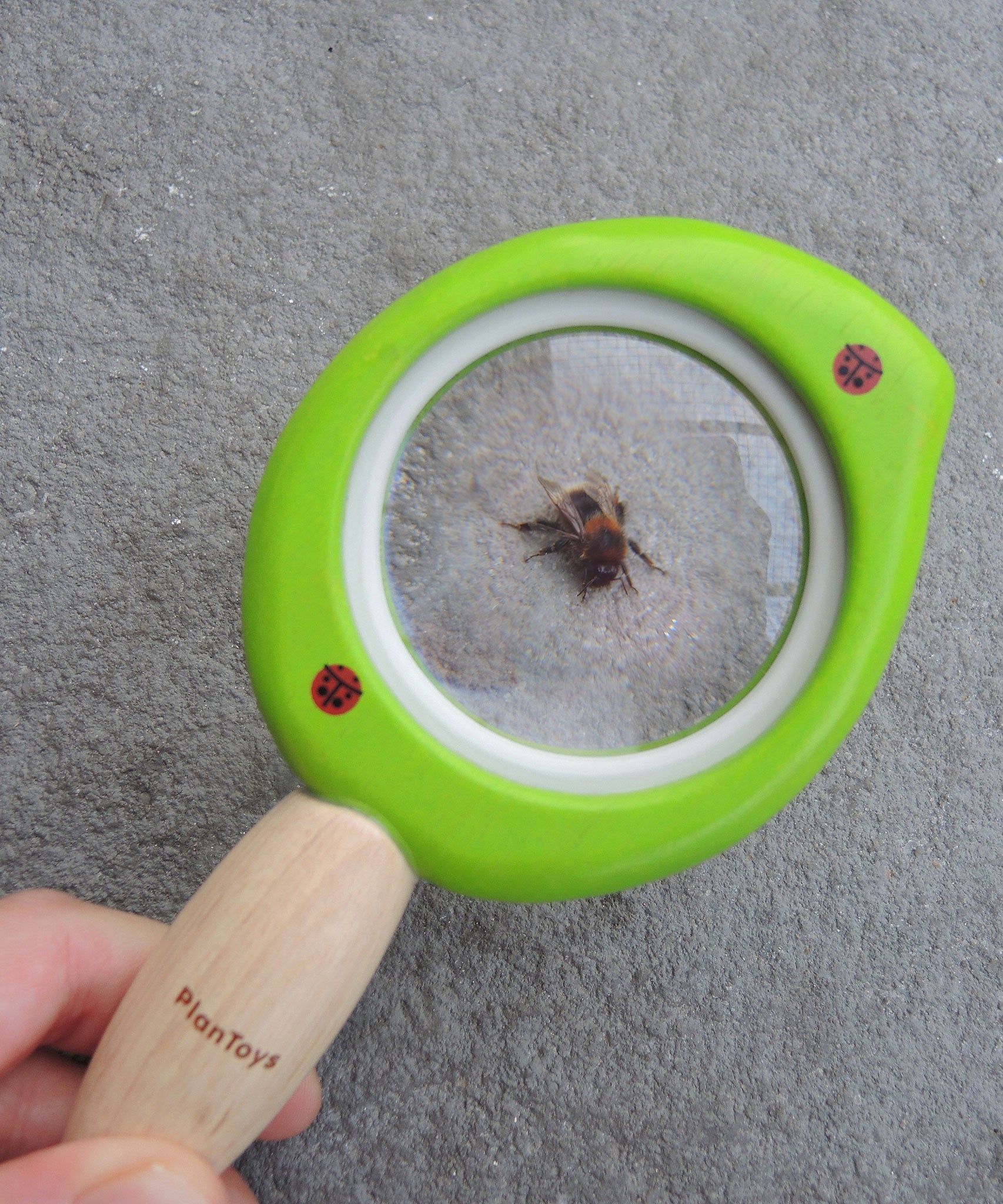 A Plan Toys Leaf Magnifier being held above a bee for viewing. 