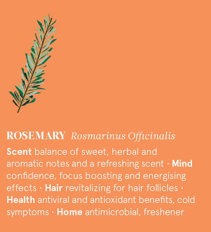 Infographic showing the main benefits of Rosemary  essential oil.