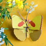 Papillon jaune sur le toit du studio