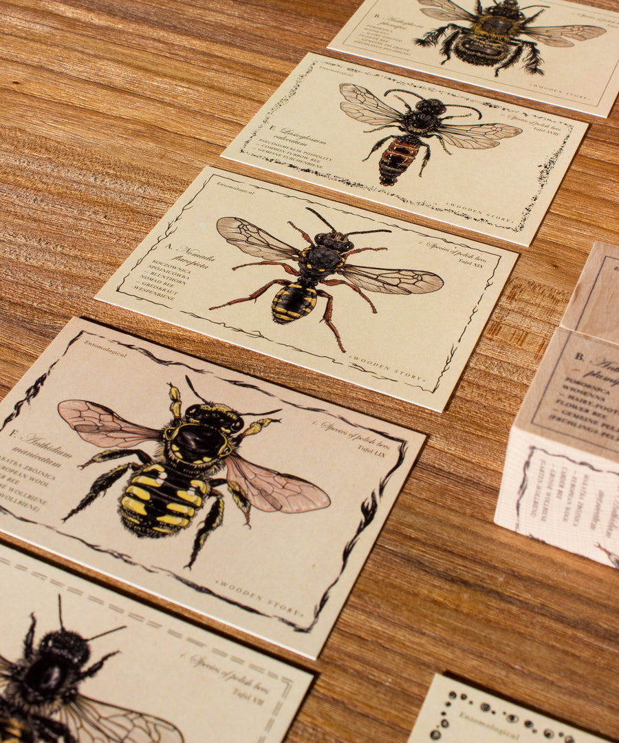 The cards from the Wooden Story bee species set laid out on a wooden surface. Each card has an illustration of a different species of bee.  